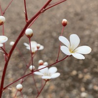 Saxifraga cochlearis 'Major'